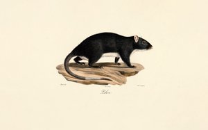 Bisamrotte af Jacques Christophe Werner