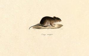 Namaqua Rock Mouse af Jacques Christophe Werner