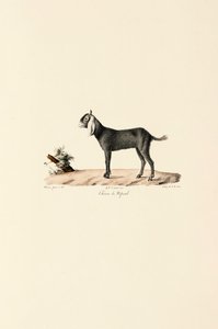 Nepalesisk ged af Jacques Christophe Werner