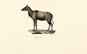 Nilgai-antilope (Nilgai, han) af Jacques Christophe Werner
