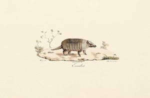 Nibåndet bæltedyr af Jacques Christophe Werner