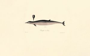 Den nordlige flodhval