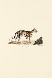 Ocelot, hun af Jacques Christophe Werner