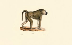 Olivenbavian af Jacques Christophe Werner