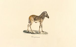 Et år gammel bjergzebra af Jacques Christophe Werner