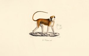 Patas abe (han) af Jacques Christophe Werner