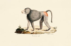 Abens poter af Jacques Christophe Werner