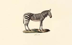 Sletternes zebra, hun af Jacques Christophe Werner