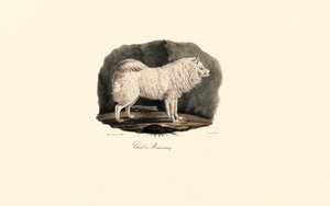 Pomeranian af Jacques Christophe Werner