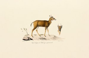 Pronghorn-antilope af Jacques Christophe Werner
