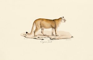 Puma, hun af Jacques Christophe Werner