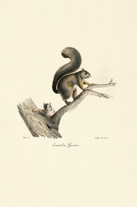 Pyrenæisk egern med unge af Jacques Christophe Werner