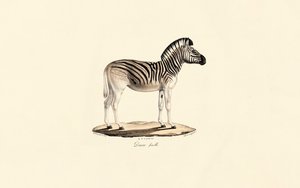 Quagga, hun af Jacques Christophe Werner