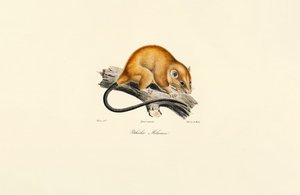 Rødbuget egern (Pithécidie Mélanure) af Jacques Christophe Werner