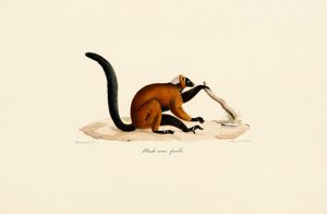 Lemur med rødt ansigt af Jacques Christophe Werner
