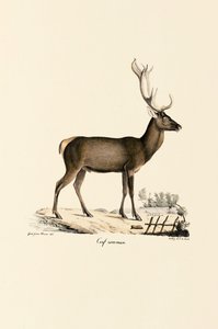 Red Deer af Jacques Christophe Werner