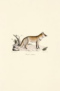 Rød ræv (Vulpes vulpes) af Jacques Christophe Werner