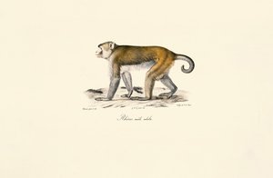 Rhesusmakak (Macaca mulatta) af Jacques Christophe Werner