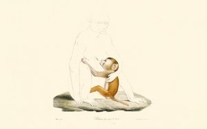 Rhesus makak spædbarn af Jacques Christophe Werner