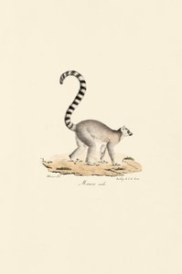 Ringhalet lemur han af Jacques Christophe Werner