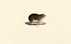 Klippehyrax af Jacques Christophe Werner