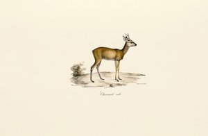 Rådyrbuk af Jacques Christophe Werner