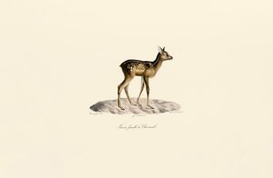 Råvildt, krondyr af Jacques Christophe Werner