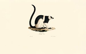 Ruffed Lemur af Jacques Christophe Werner
