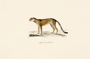 Senegals gepard af Jacques Christophe Werner