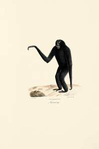 Siamang (Symphalangus syndactylus) af Jacques Christophe Werner
