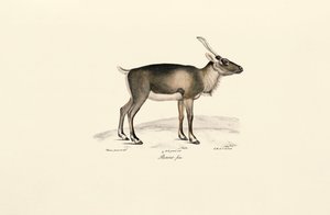 Sibirisk moskushjort (Moschus moschiferus) af Jacques Christophe Werner