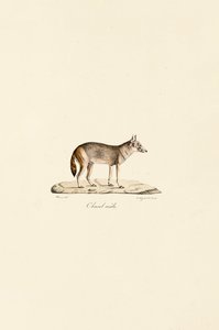 Sidestribet sjakal af Jacques Christophe Werner