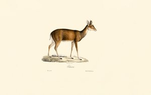 Sitatunga (Tachazan) af Jacques Christophe Werner