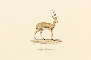 Slender-horned Gazelle, Female af Jacques Christophe Werner