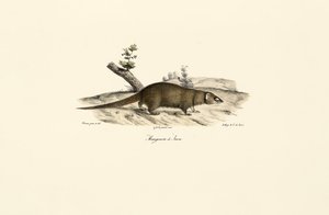 Lille asiatisk mongoose af Jacques Christophe Werner