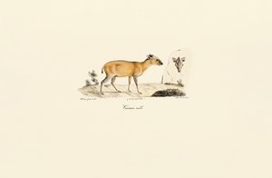 Sydamerikanske hjortearter af Jacques Christophe Werner