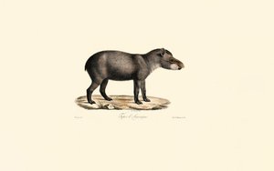 Sydamerikansk tapir af Jacques Christophe Werner