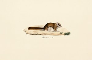 Sydligt flyvende egern (han)