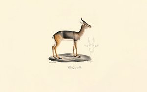 Sydlig rørbuk (Révebi-antilope, han)