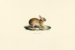 Tolai-hare (sorthalset hare)