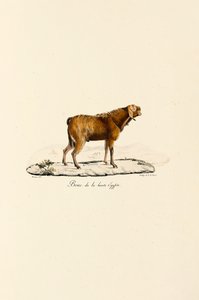 Øvre egyptisk gedebuk af Jacques Christophe Werner