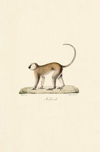 Vervet-abe (Malbrouck)