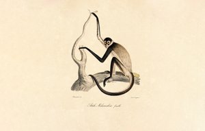 Hvidbuget edderkoppeabe (hun) af Jacques Christophe Werner