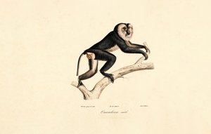 Mangabey med hvid krave (han) af Jacques Christophe Werner