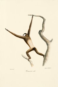 Hvidhåndet gibbon (Hylobates lar) af Jacques Christophe Werner
