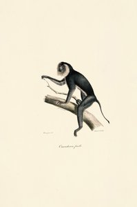 Hvidskuldret silkeabe (hun) af Jacques Christophe Werner