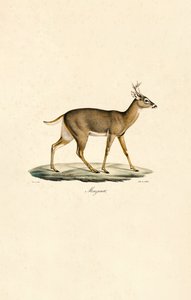 Hvidhalet hjort af Jacques Christophe Werner