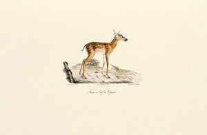 Hvidhalet hjort - kalv af Jacques Christophe Werner