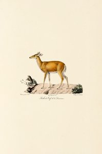 Hvidhalet hjort hind af Jacques Christophe Werner