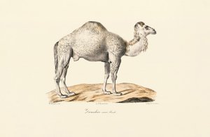 Hvid dromedar af Jacques Christophe Werner